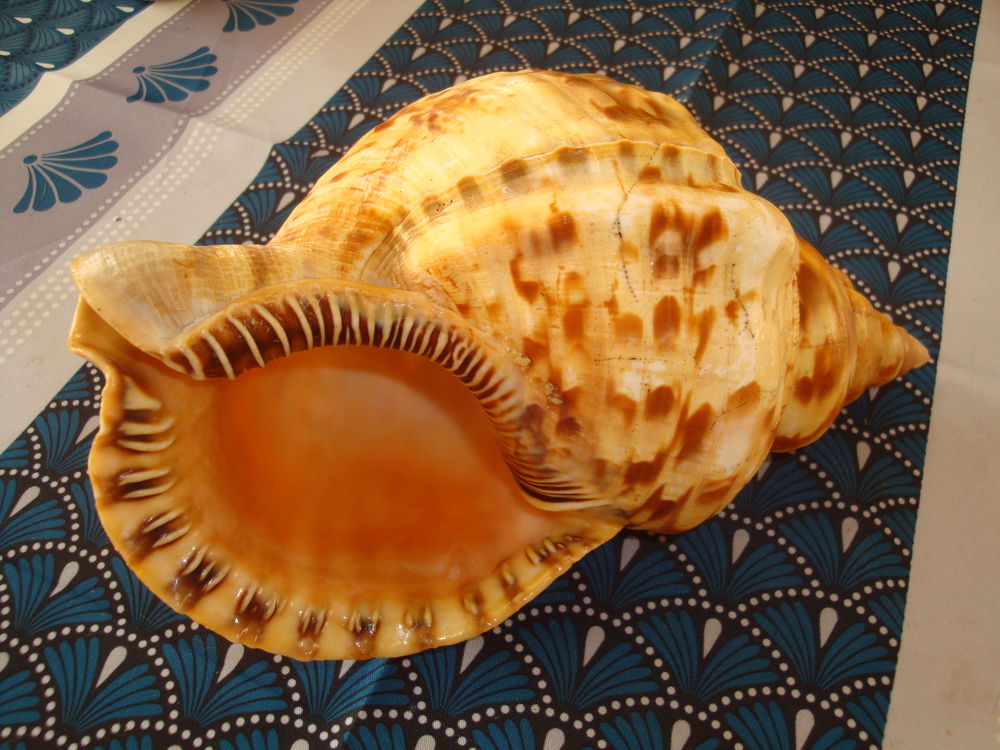 Coquillage Triton Trompette 30 Quesnoy-sur-De�le (59)