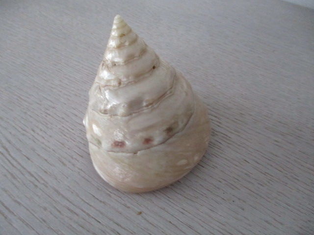 coquillage 20 Castres (81)