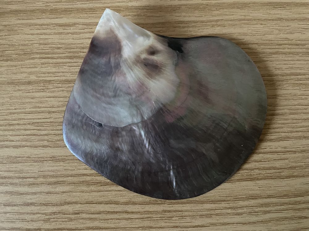 Coquillage 10 Houdemont (54)