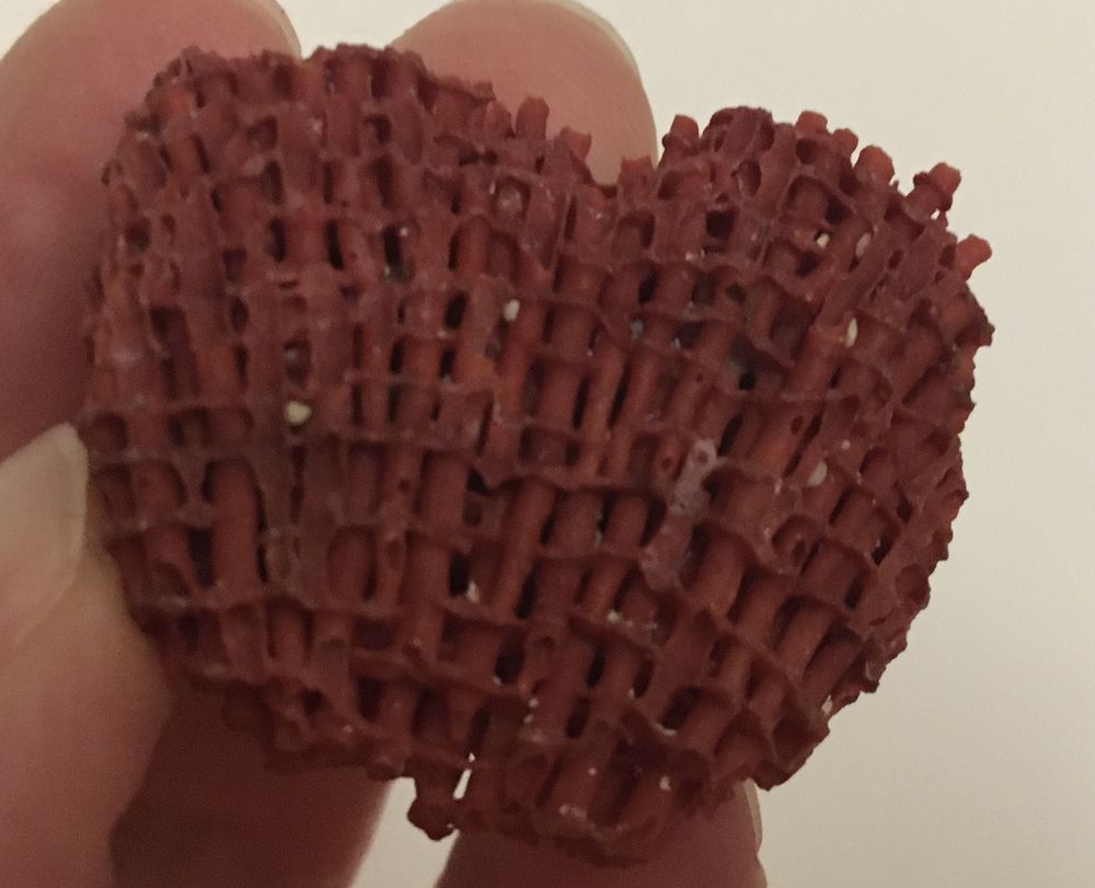 Coquillages de collection 8 Paris 20 (75)