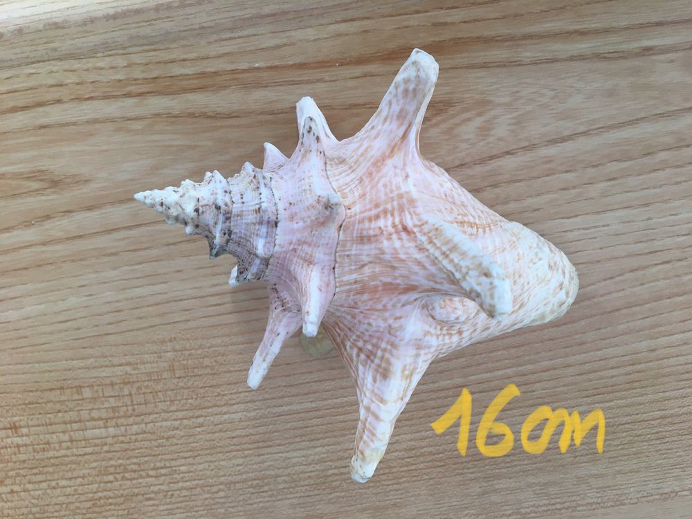 Coquillages de collection 25 Paris 20 (75)