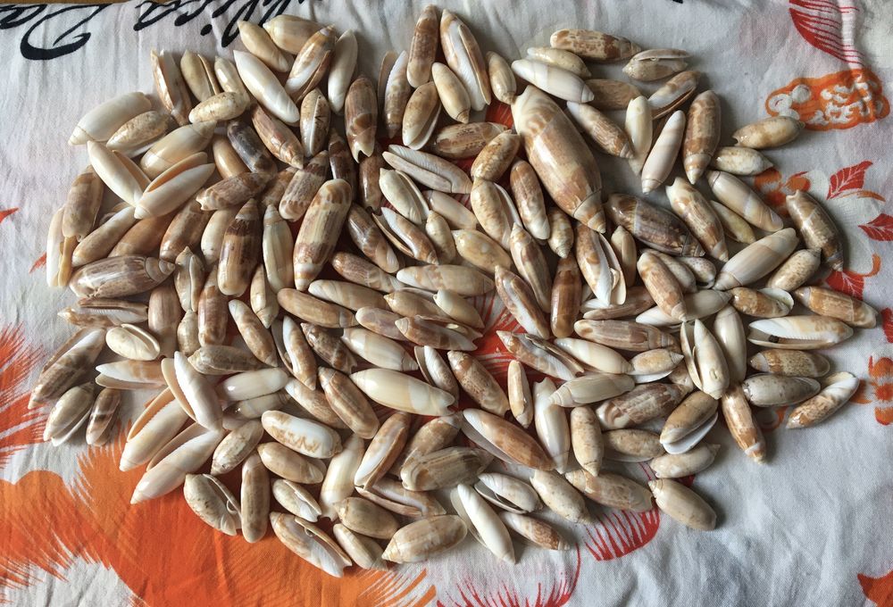 Coquillages de collection 3 Paris 20 (75)