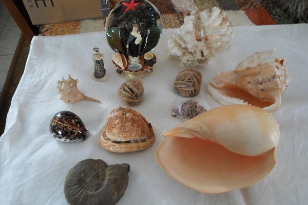 lot de coquillages+corail+rose des sables+fossile 100 Amélie-les-Bains-Palalda (66)