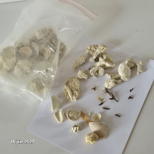 des coquillages de notre plan�te, du corail, des dents de re 60 Saumur (49)