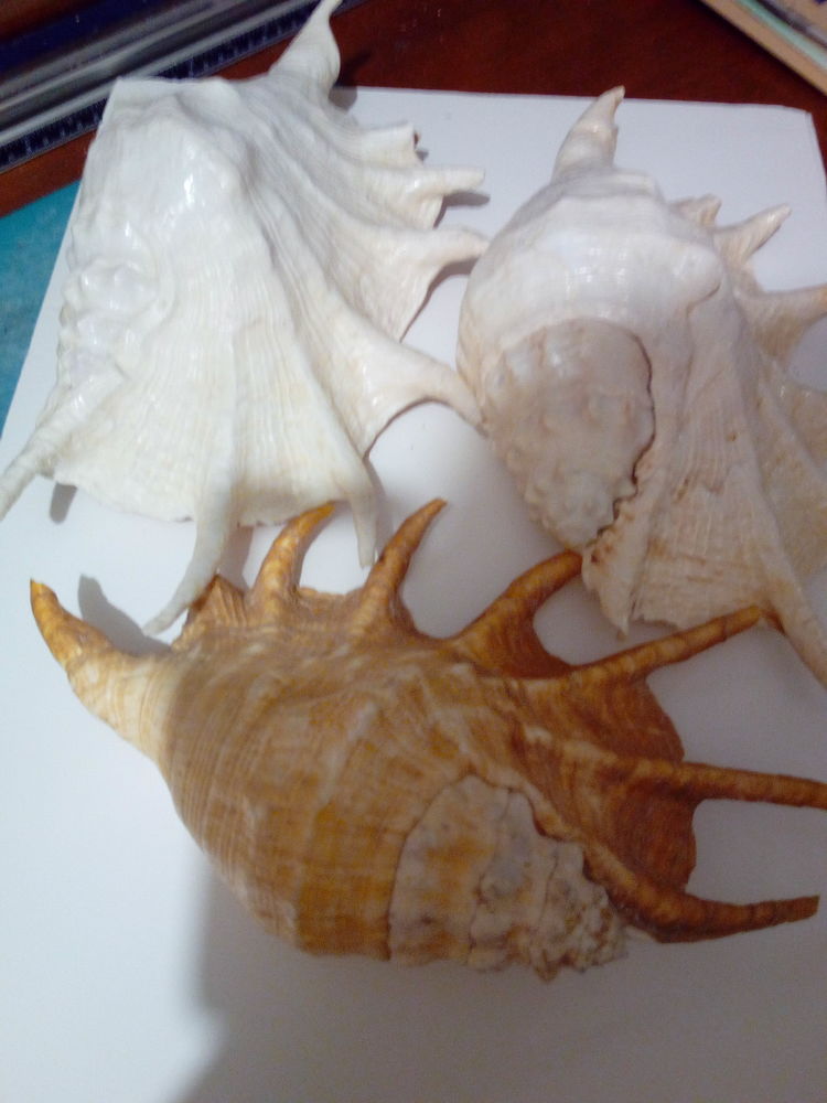 COQUILLAGES 60 Les Ulis (91)