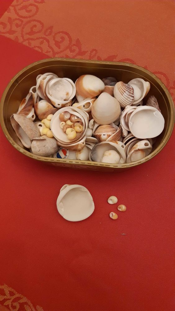 lot de Coquillages 14 Brignais (69)