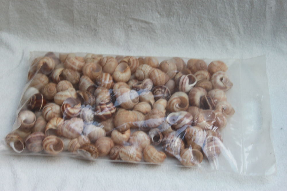 Coquilles escargots de Bourgogne   30 Montigny-Lencoup (77)