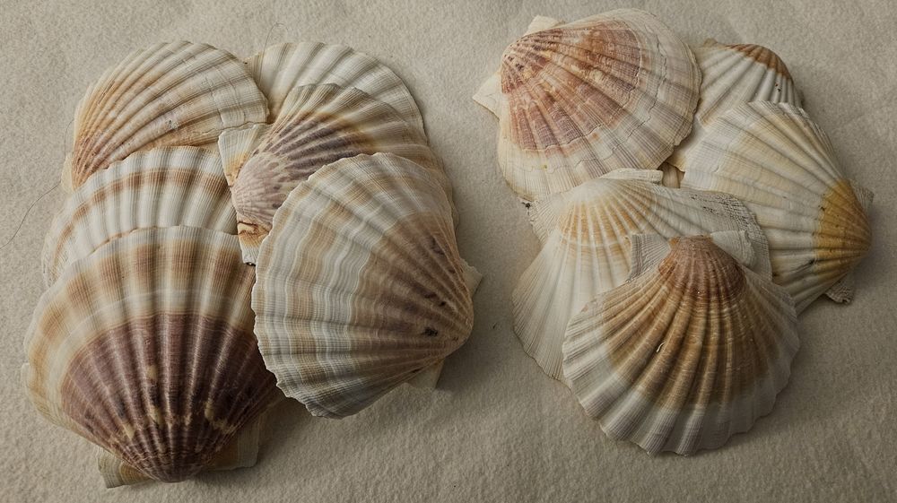 12 Coquilles St-Jacques VIDES � garnir 18 Nantes (44)