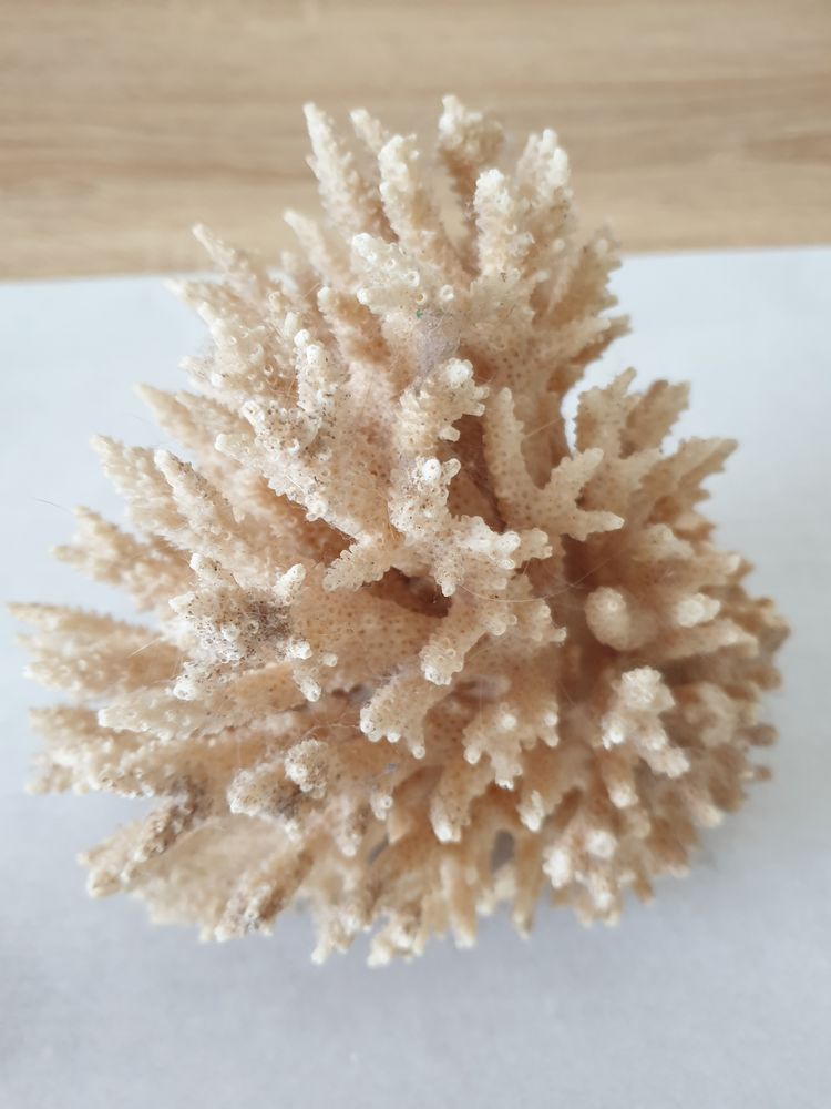 Corail blanc 20 Saint-Av� (56)