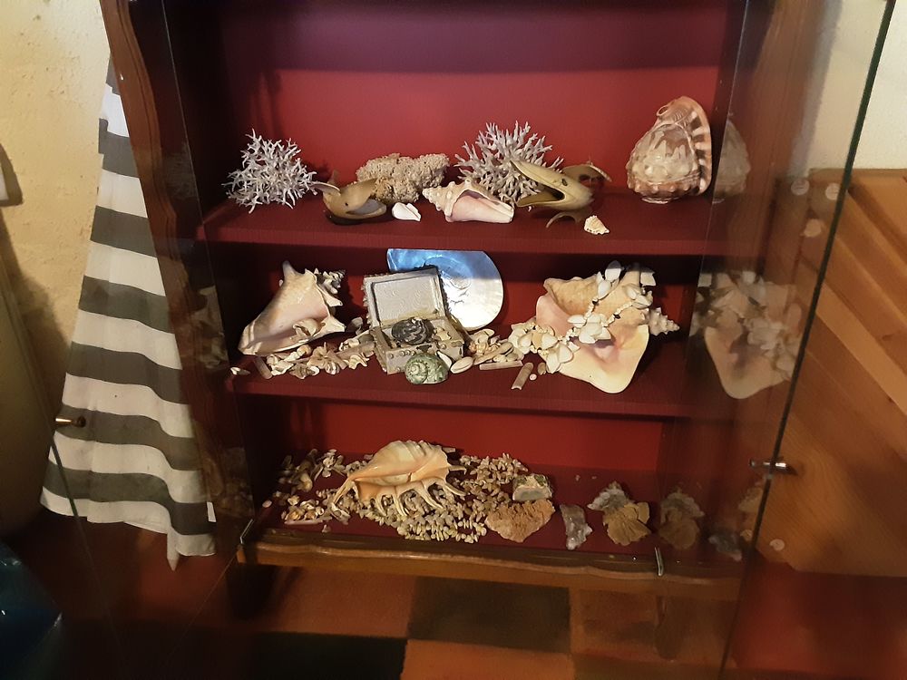 Coraux  et coquillages 100 Brie-sous-Matha (17)