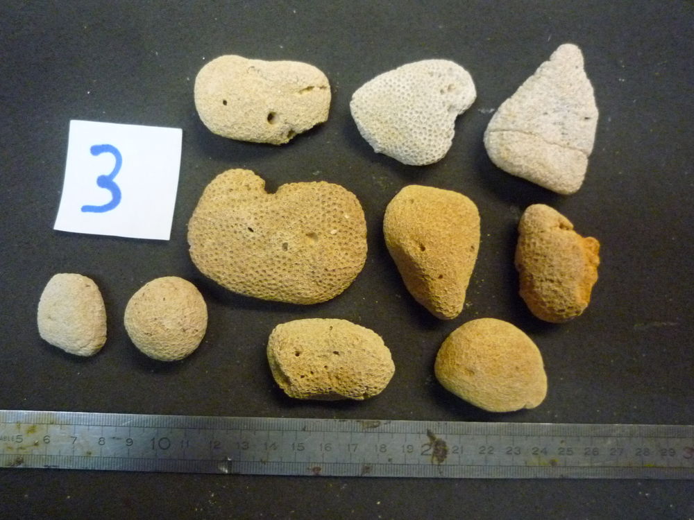 CORAUX FOSSILES GONIOPORA HEBERTI LOT N�03 X 10 10 Montry (77)