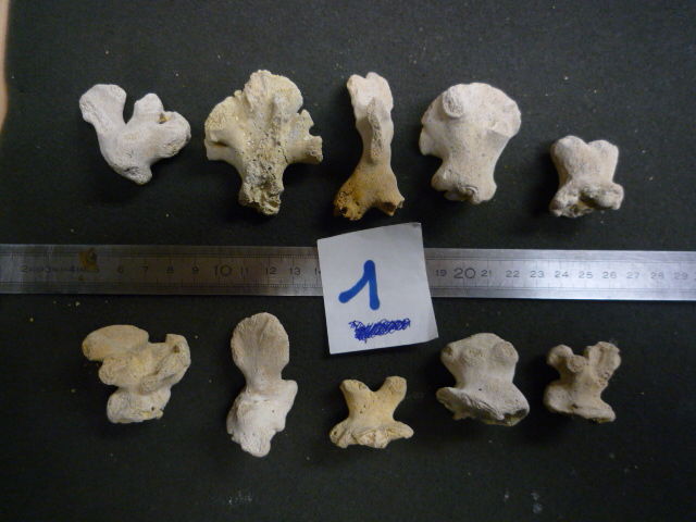 CORAUX FOSSILES LOBOPSAMMIA CARIOSA LOT N�01 X 10 9 Montry (77)