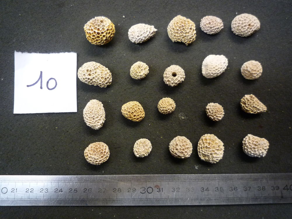 CORAUX FOSSILES STYLOCAENIA EMARCIATA LOT N�10 X 20 14 Montry (77)