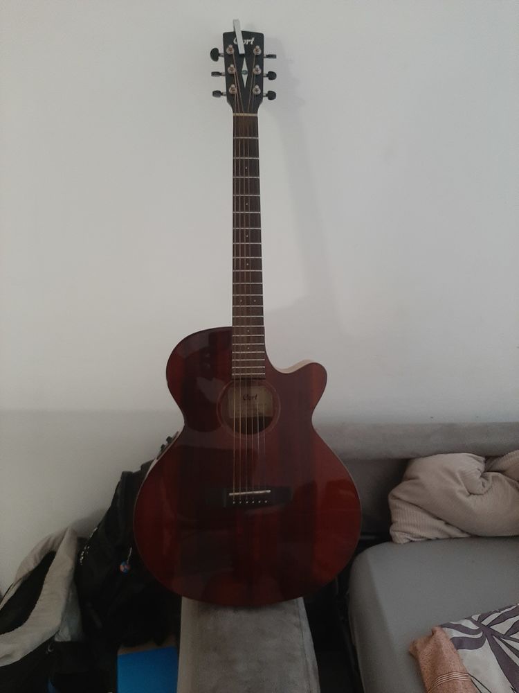 Cordialement Myrtlewood �lectro-acoustique 380 �guilles (13)