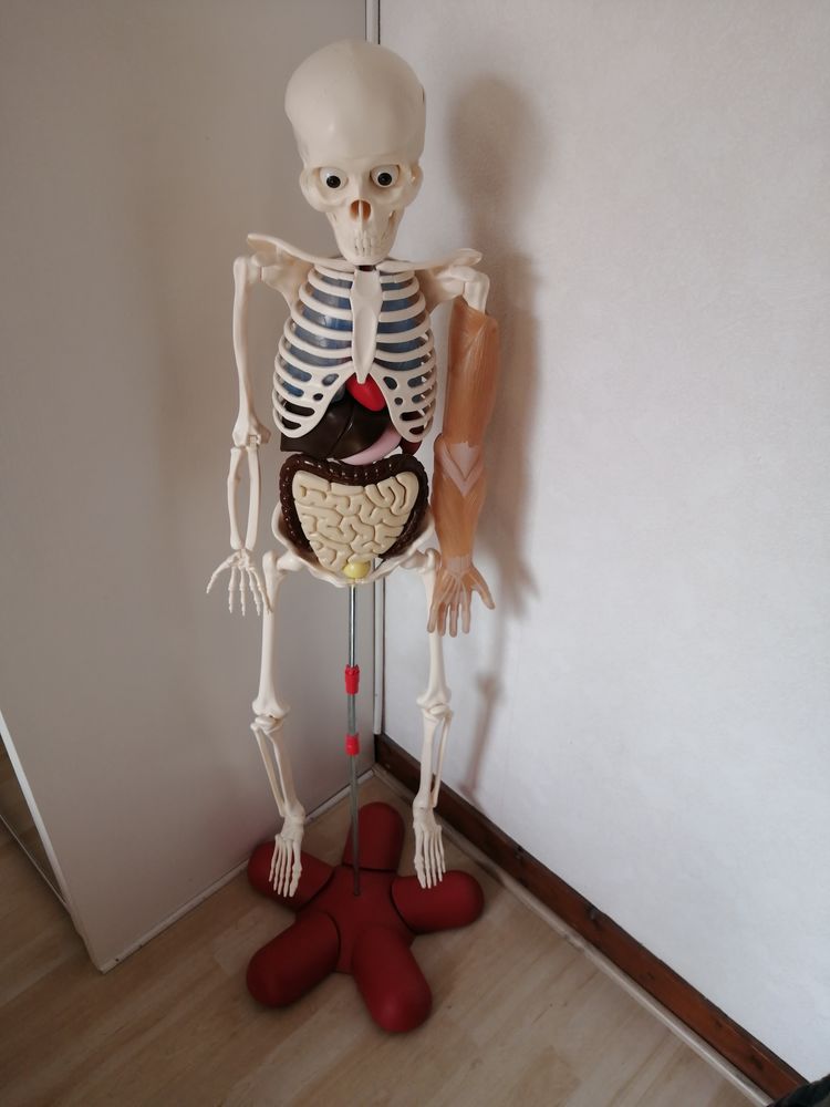 Le corps humain 120 Fraisses (42)