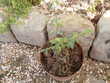 cotoneaster arbuste jardin haie, à planter 