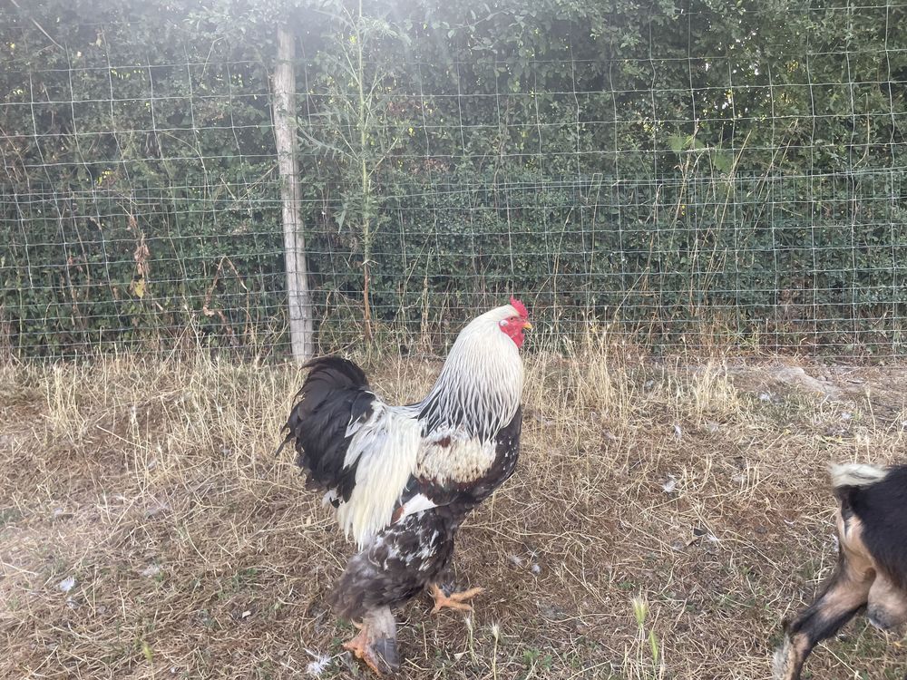 couple brahma saumon 45 La Verrie (85)