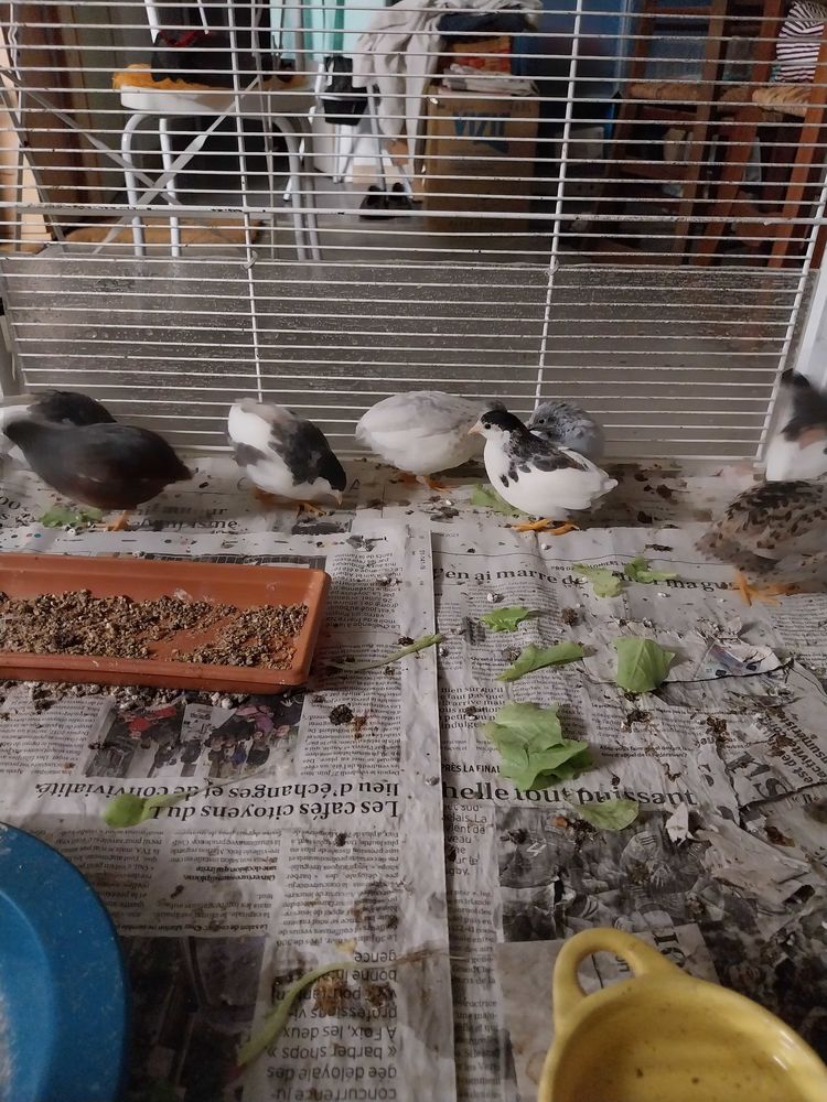 1 couple cailles de Chine 18 Saint-Jean-du-Falga (09)