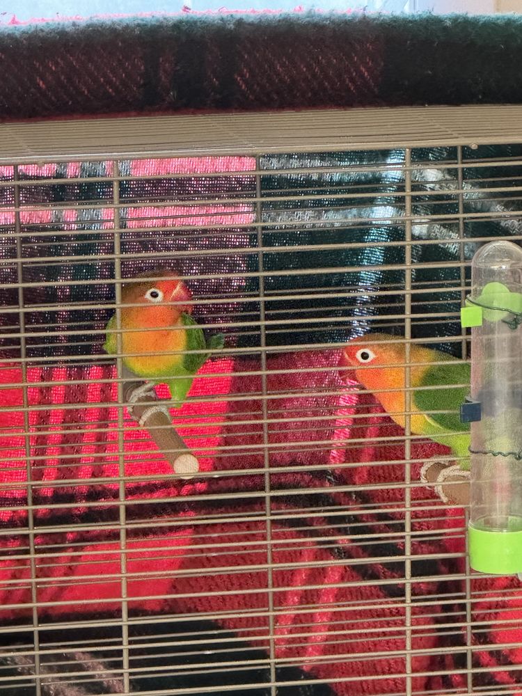 Couple d ins�parables 150 Dijon (21)