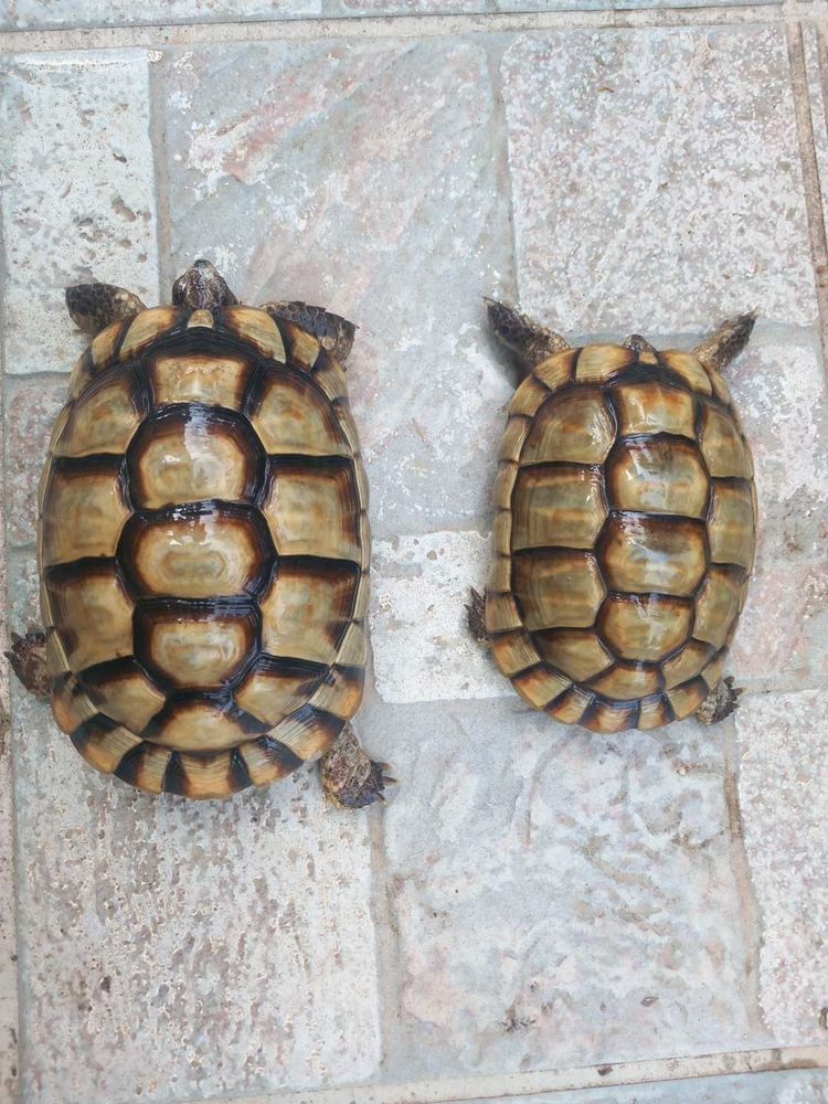 couple marginata15 ans 0 Visan (84)