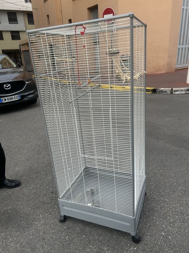 couple de perruche calopsitte +cage 250 Cannes (06)