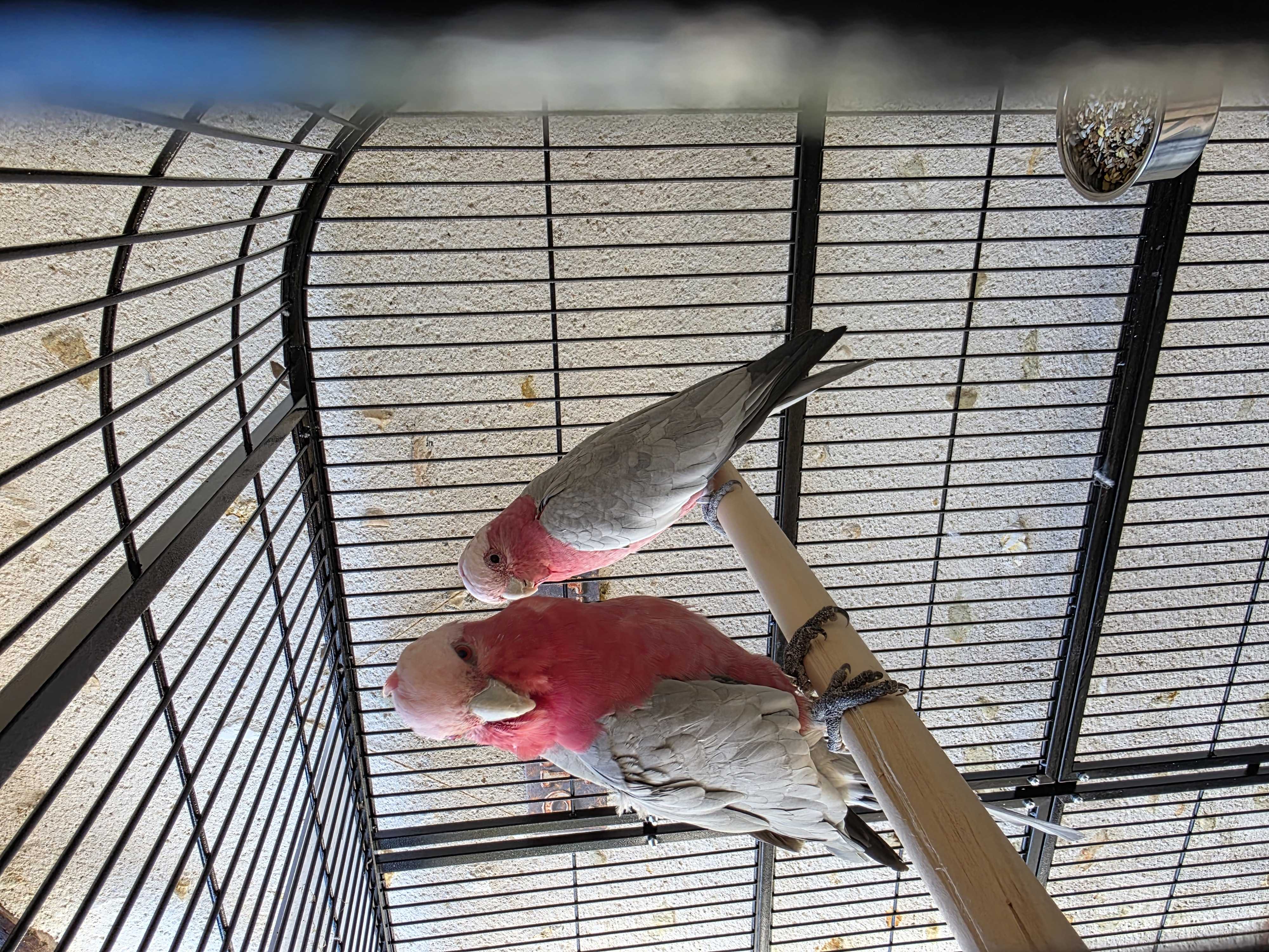 couple de rosalbin perroquet 1400 La Chapelle-Montmartin (41)