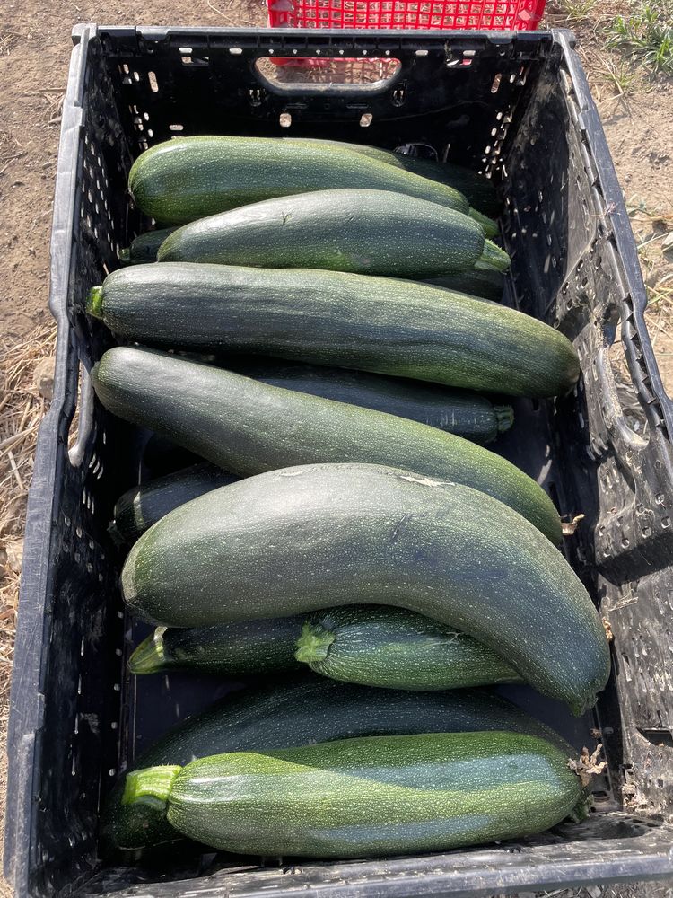 Courgettes du jardin 3 Pia (66)