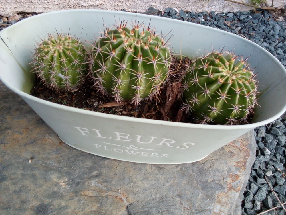 Coussin de belle m�re 2 La Gacilly (56)