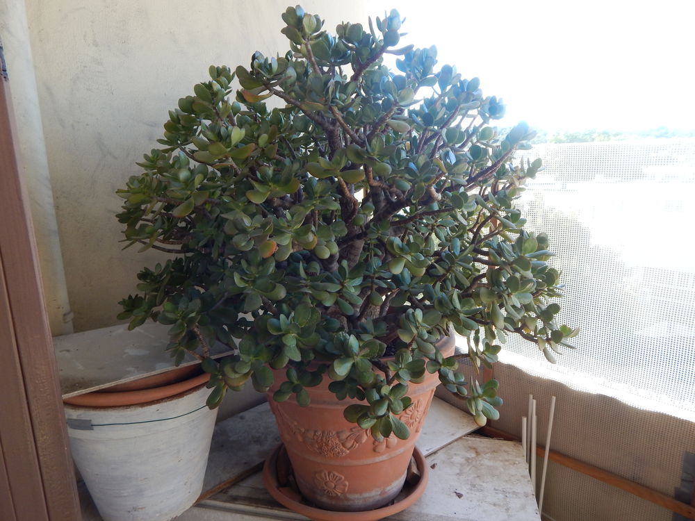 CRASSULA   (  Arborescens  )
100 La Valette-du-Var (83)