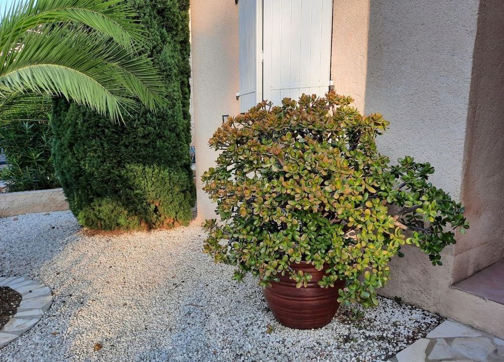 CRASSULA OVATA
ARBRE DE JADE 190 La Londe-les-Maures (83)