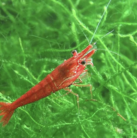 crevettes Red cherry 1 Villeurbanne (69)