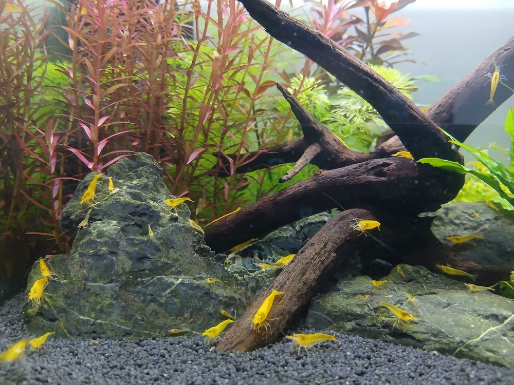 Crevettes+jaunes+aquarium 15 Cormelles-le-Royal (14)