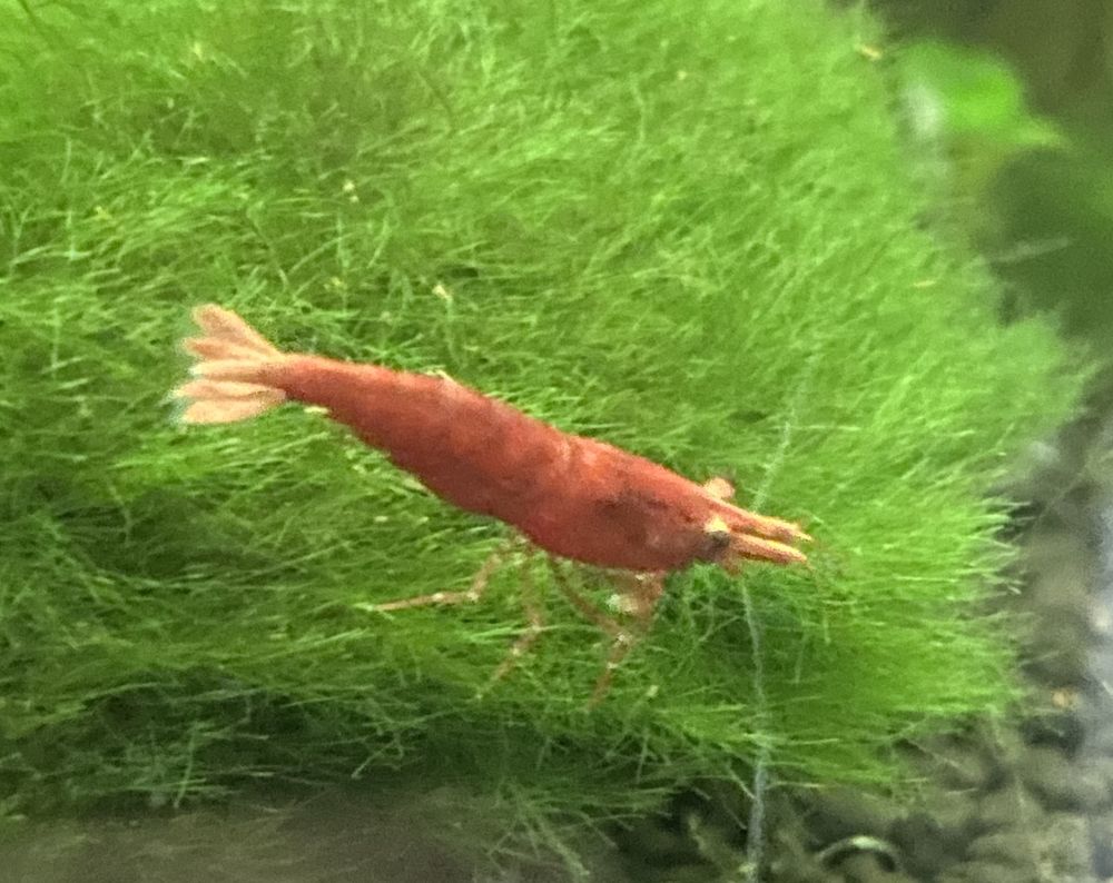 crevettes red Sakura 15 Paris 15 (75)