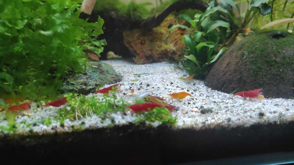 crevettes 2 Chamb�ry (73)