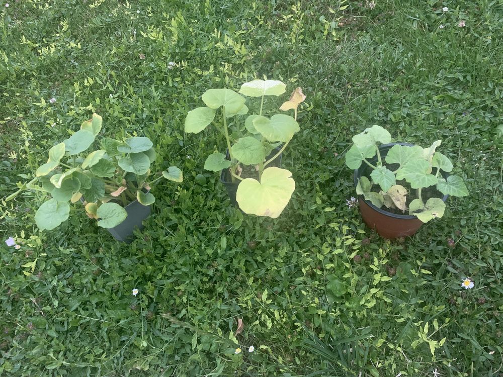 pot de cucurbitac�s
potiron
betternuts
potimaron 0 Albert (80)