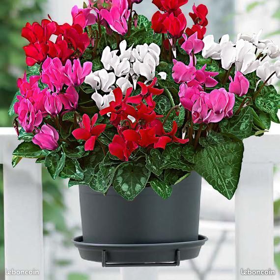 1 cyclamen achet� = 1 offert en plus 3 Saint-Yrieix-sur-Charente (16)