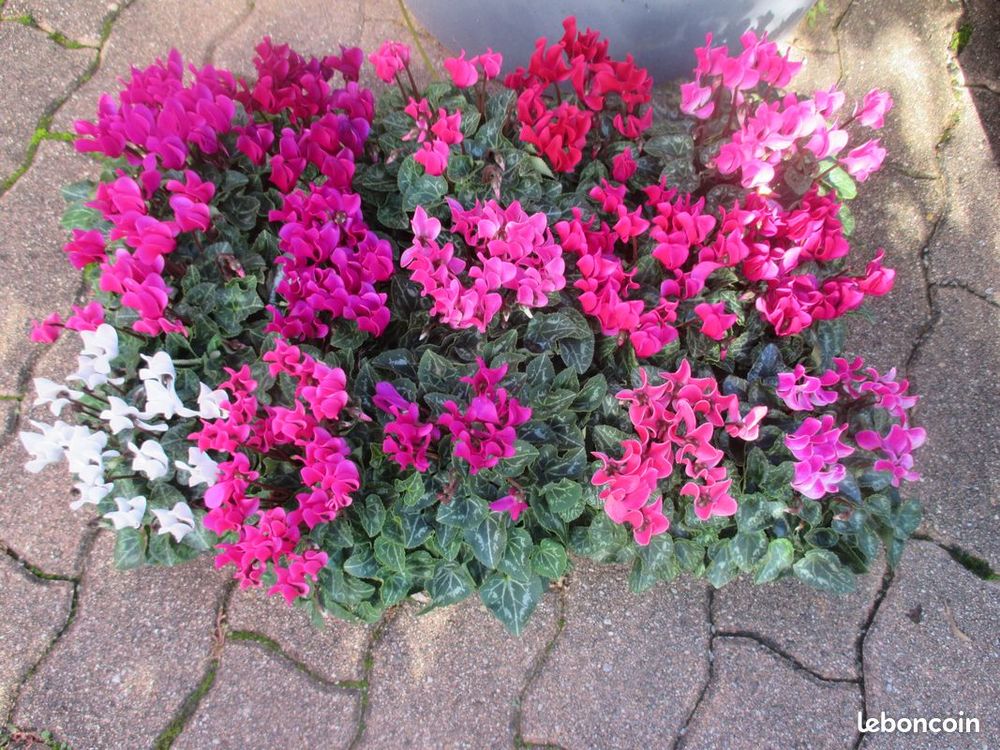cyclamen mini 2 Saint-Yrieix-sur-Charente (16)