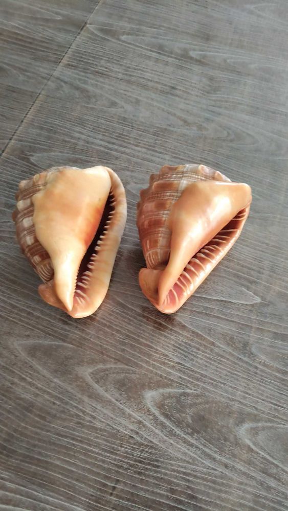 cypraea 60 Malesherbes (45)