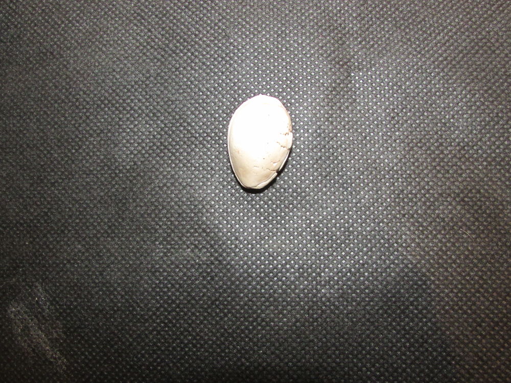 cypreae fossile m�rignac 30 Saint-Jean-d'Illac (33)