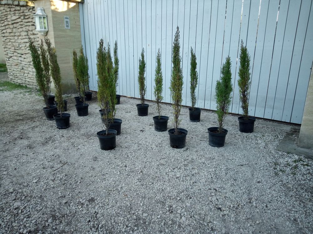 Cypr�s  Chandelle   Pyramidal  en forme de flamme 15 Ch�teaurenard (13)