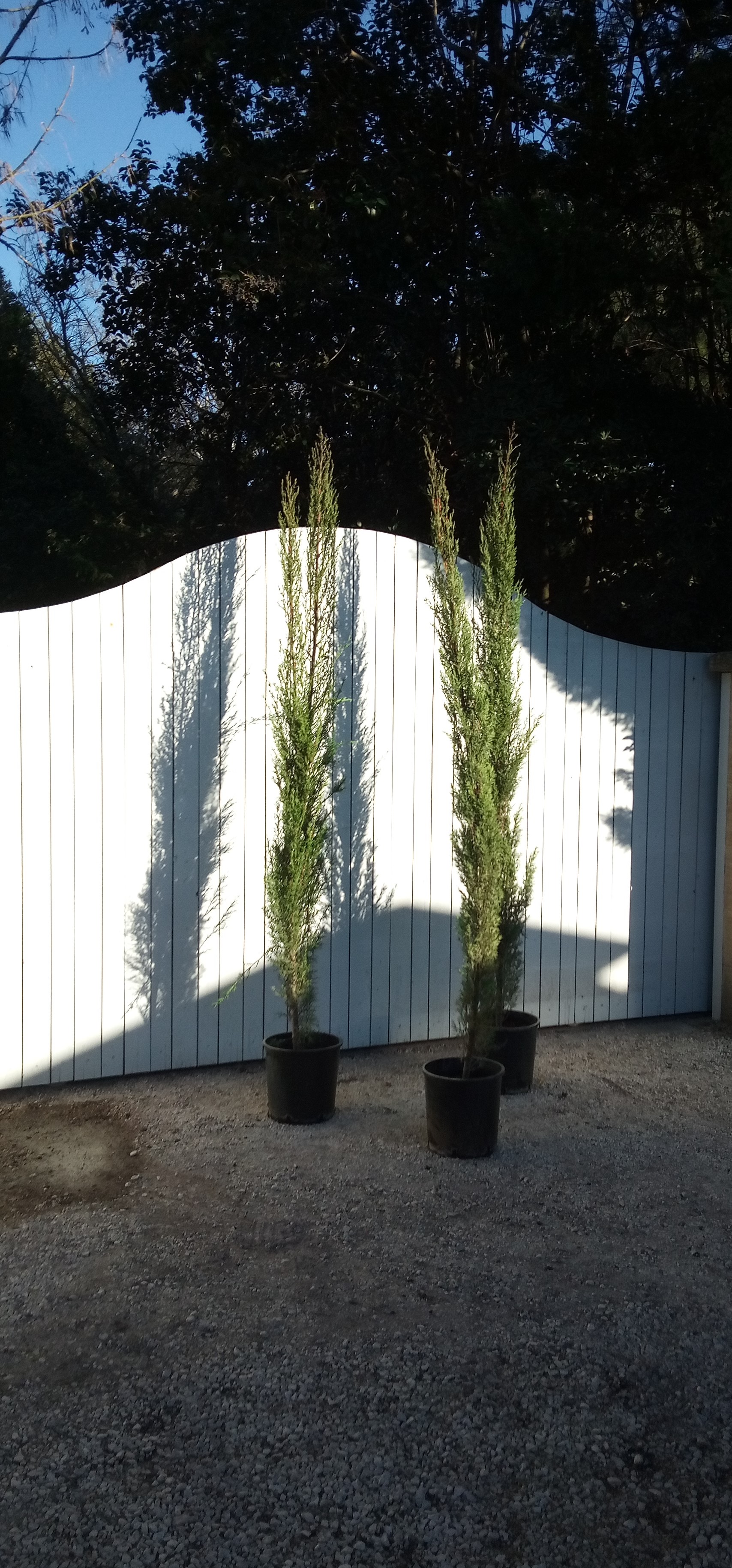 Cypr�s  Chandelle   Pyramidal  en forme de flamme 55 Ch�teaurenard (13)