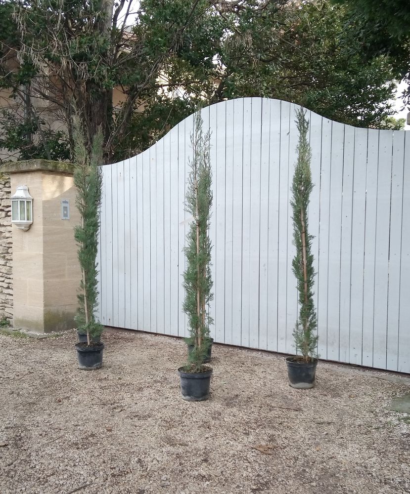 Cypr�s d'Italie greff� en forme de chandelle 'Florence'. 30 Ch�teaurenard (13)