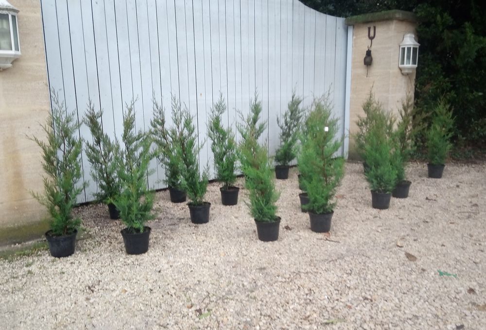 Cypr�s de Leyland greff� en container 3 litres 10 Ch�teaurenard (13)