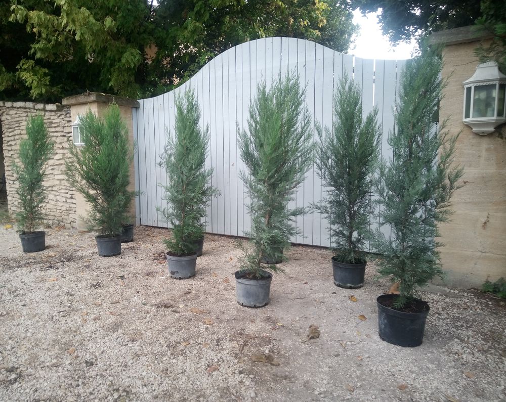 Cypr�s de Leyland greff� en container 7.5 litres ?? 20 Ch�teaurenard (13)