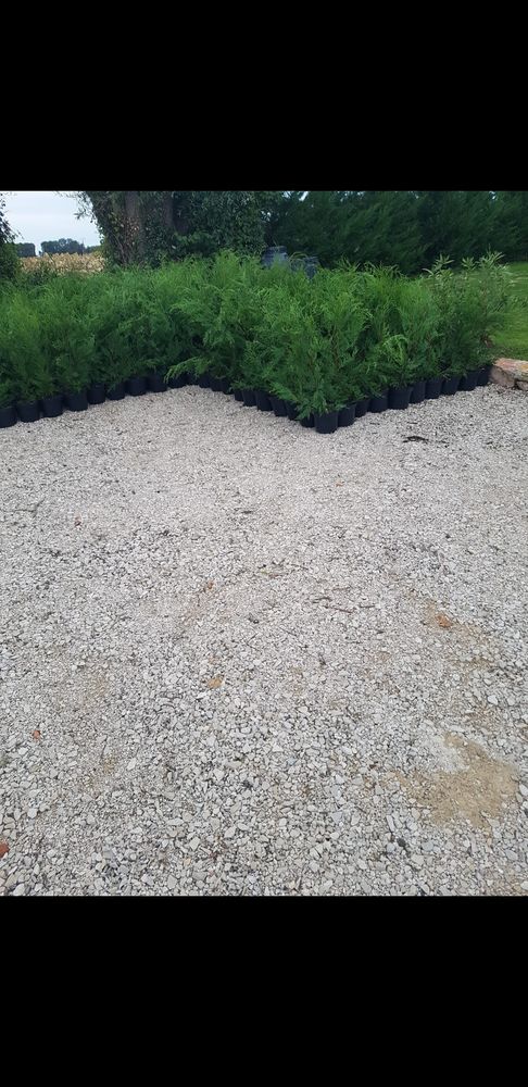 Cypres de leyland 8 Montpont-en-Bresse (71)