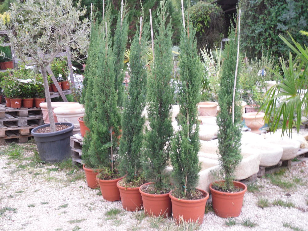 CYPRES  SEMPERVIRENS   TOTEM 20 Boucagn�res (32)