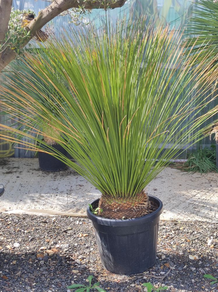 Dasylirion longuissimum 349 Chaumont-en-Vexin (60)