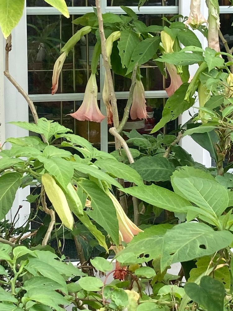 datura rose 3� 3 Maisons-Alfort (94)