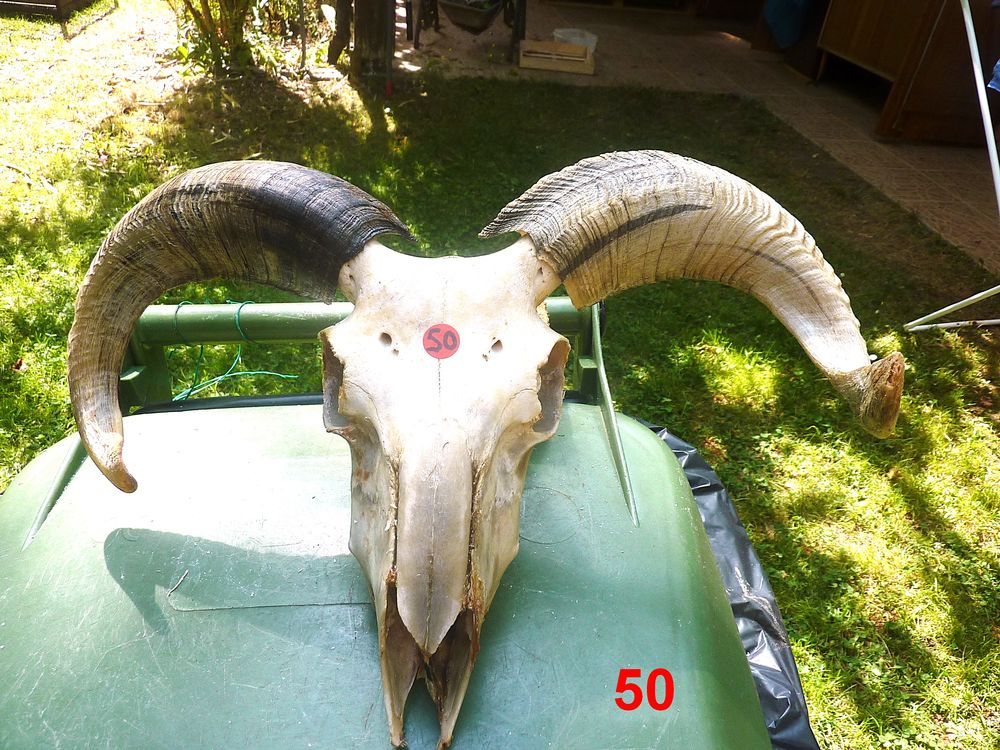 D�coration T�tes ovin naturelles 0 Saint-M�dard-en-Jalles (33)