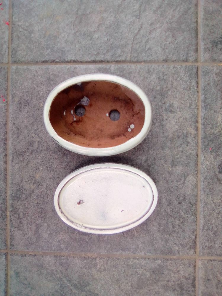 Pot Et Dessous De Pot (Fleurs / Plantes / Bonsa�s) 10 Arques (62)